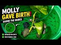 Newborn Molly Fry Care & Feeding 🐟 | Separating Baby Mollies for Safety