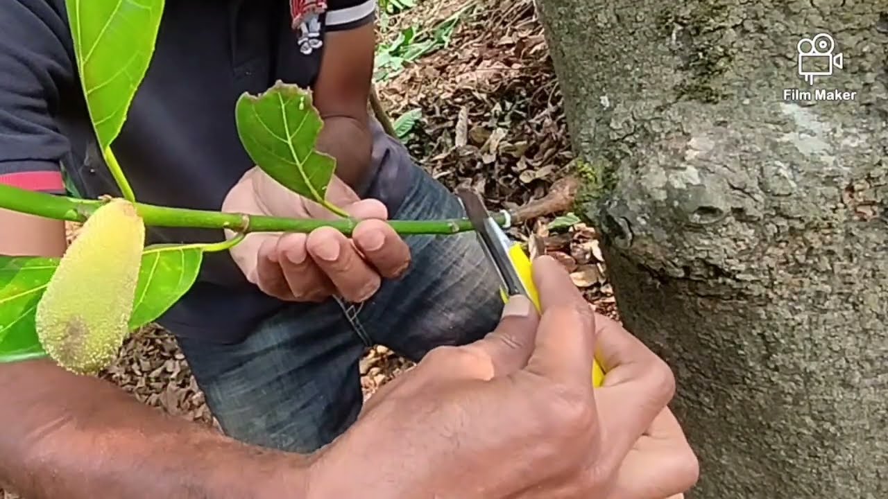 കറ കളഞ്ഞ് അടർത്തി ഒട്ടിച്ചാൽ ഒട്ടി പിടിച്ച് നിറഞ്ഞ് കായ്ക്കും     