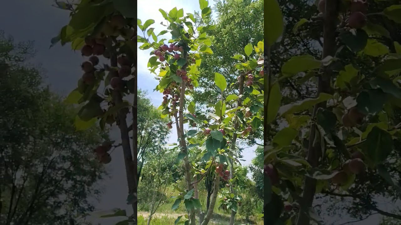 Apple Tree Full of Sweet Apples | Beautiful Red Apples on Tree