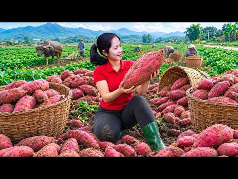 Harvesting Giant Sweet Potatoes in the Countryside | Taking a Massive Harvest to the Village Market!