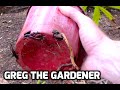 Howto remove plants from pots with overgrown root systems  greg the gardener