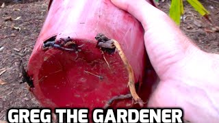 HowTo remove plants from pots with overgrown root systems - Greg The Gardener
Many plants have very sensitive root systems that dont like to be disturbed, so when the plant has its roots hanging out the bottom of the pot, how to you remove them? Well in todays video l demonstrate how l like to remove these plants. HowTo remove plants from pots with overgrown root systems - Greg The Gardener