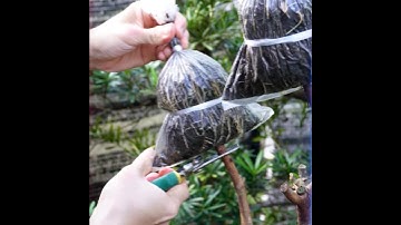 Branching Success - Air Layering Your Guava Tree for Abundant Growth