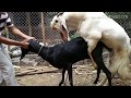 zabrdast goat meeting