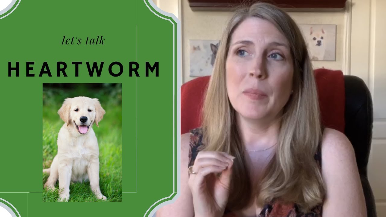 How Do Dogs Get Heartworms? How To Prevent and Treat Heartworms? Does