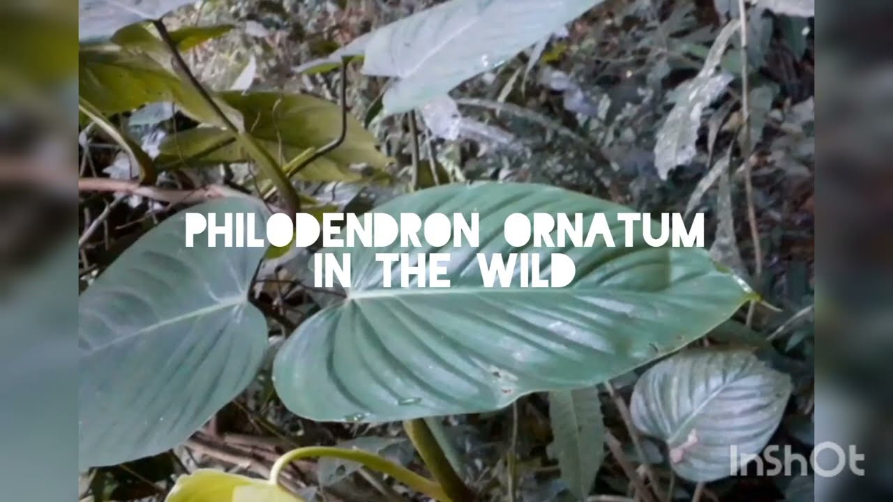 Aroids in the wild - Philodendron ornatum