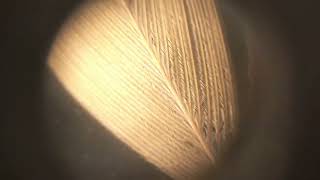 Bird feathers under a microscope!
