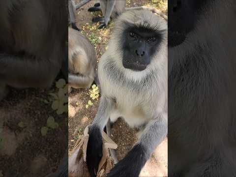 MONKEY BAG TALASH