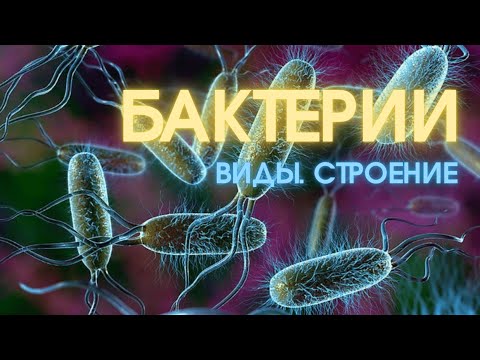 Видео: Как передвигаются подвижные бактерии?