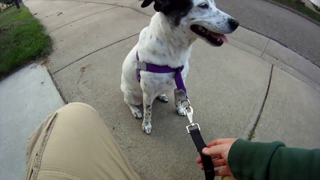Review Walk Your Dog with Love Dog Harness YouTube
