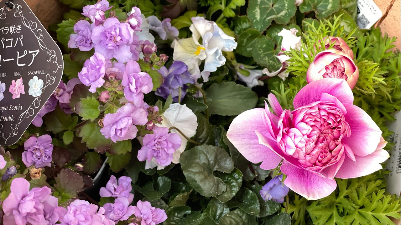 チョコ/コメダ/ランチ行ったり春の花買った日