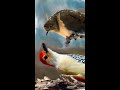 Black Belt Knock Out Mourning Dove vs Woodpecker #shorts