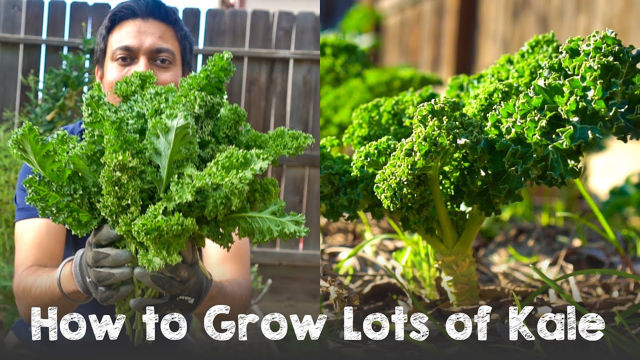 How To Grow Lots Of Kale | Complete Guide Seed To Harvest