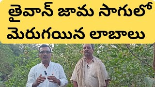తైవాన్ రకమ్ జామా సాగు#taiwan guava cultivation#godavari raitu badi#farming
