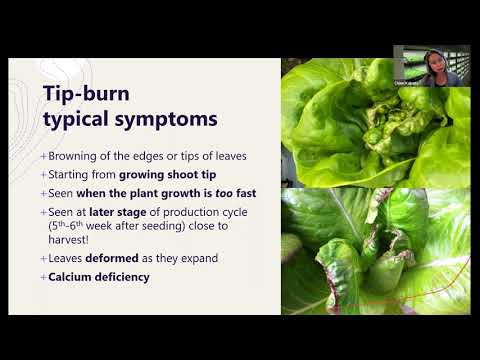 تصویری: Tipburn داخلی در سبزیجات کول - در مورد محصولات کول با Tipburn داخلی چه باید کرد