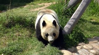 パンダのタンタン　写真の掛け時計　王子動物園 FDt1SvaakAEjAJ3.jpg:large