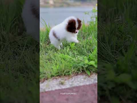 초코파티포메라니안 야외 촬영
