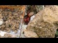 Evil looking Woodlouse spider (Dysdera crocata) HD 1080