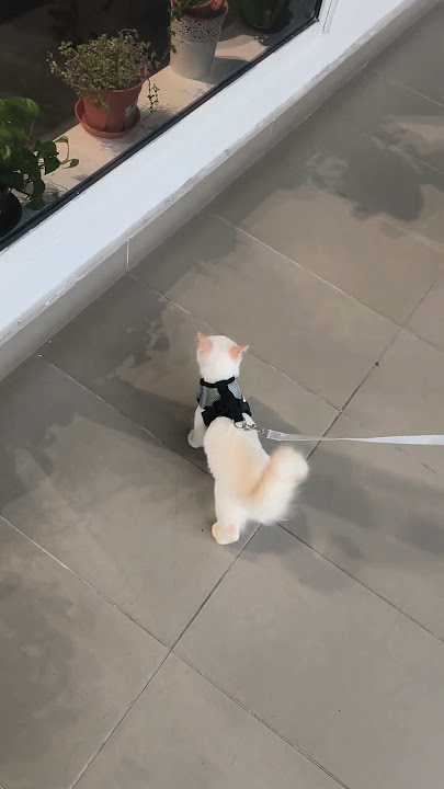 https://www.tiktok.com/@petermat51/video/7523539677555543304?_r=1&u_code=e0971bi9h7m276®ion=MY