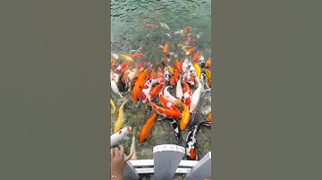 ikan koi berenang #ikan #ikanhias #berenang #shortsviral