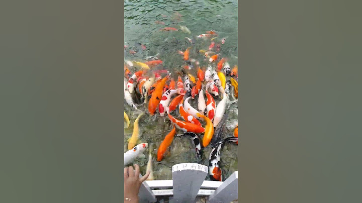 ikan koi berenang #ikan #ikanhias #berenang #shortsviral