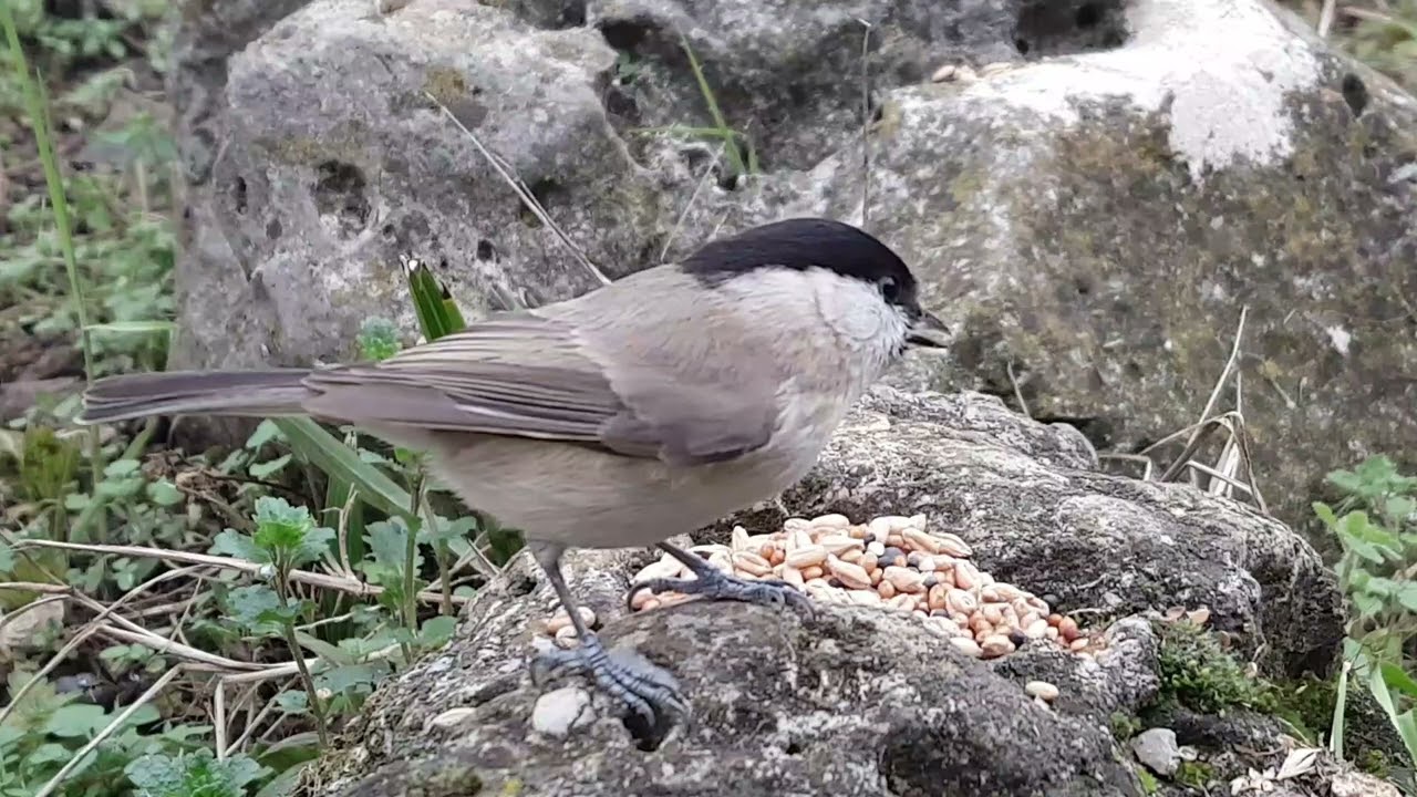 cincia bigia ( Poecile palustris )