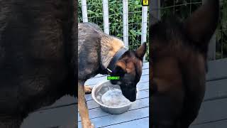 Perbedaan Kucing dan Anjing Saat Minum
