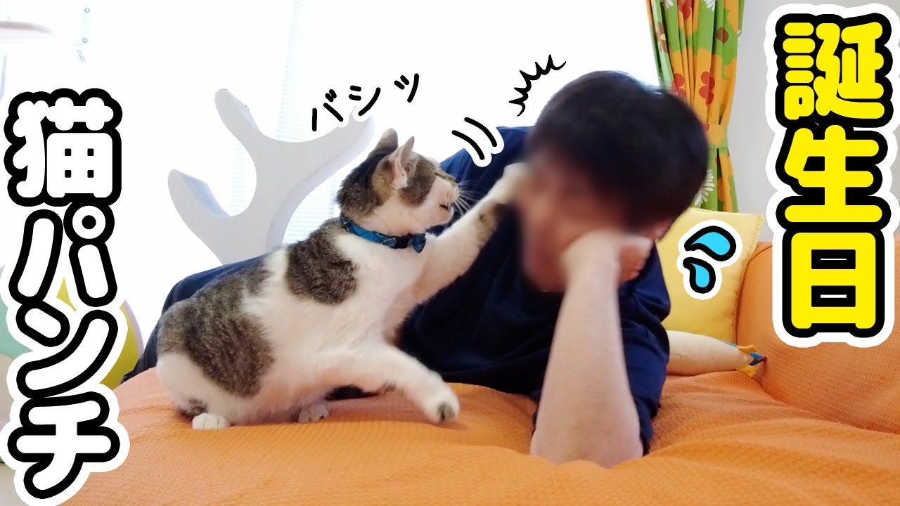 誕生日のパパにお世話を任せたら‥ささみの反応が衝撃すぎたｗｗｗ