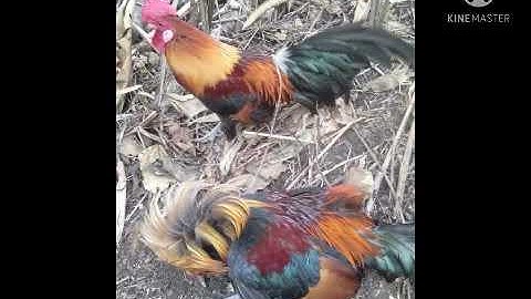 suab qaib dib qua zoo 2021 cuab tuaj 100%