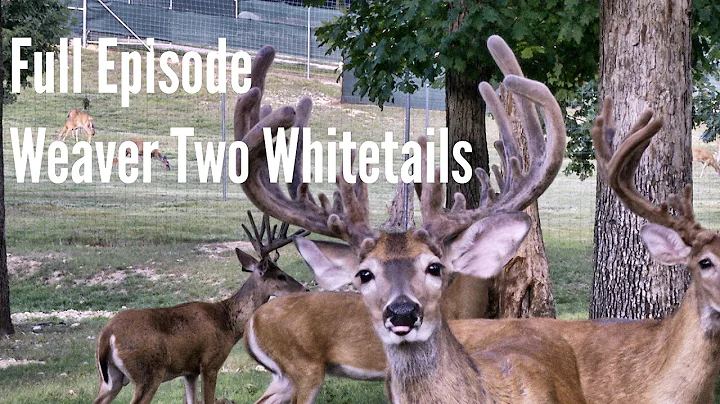 Weaver Two Whitetails - Full Episode