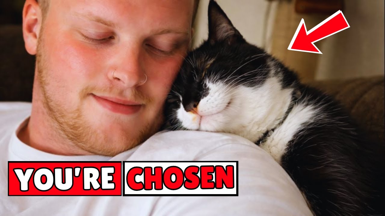 Если ваша кошка делает эти 4 вещи, вас не просто любят — вас выбирают.