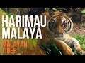 Harimau Terancam di Malaysia (Critically Endangered Tigers in Malaysia)