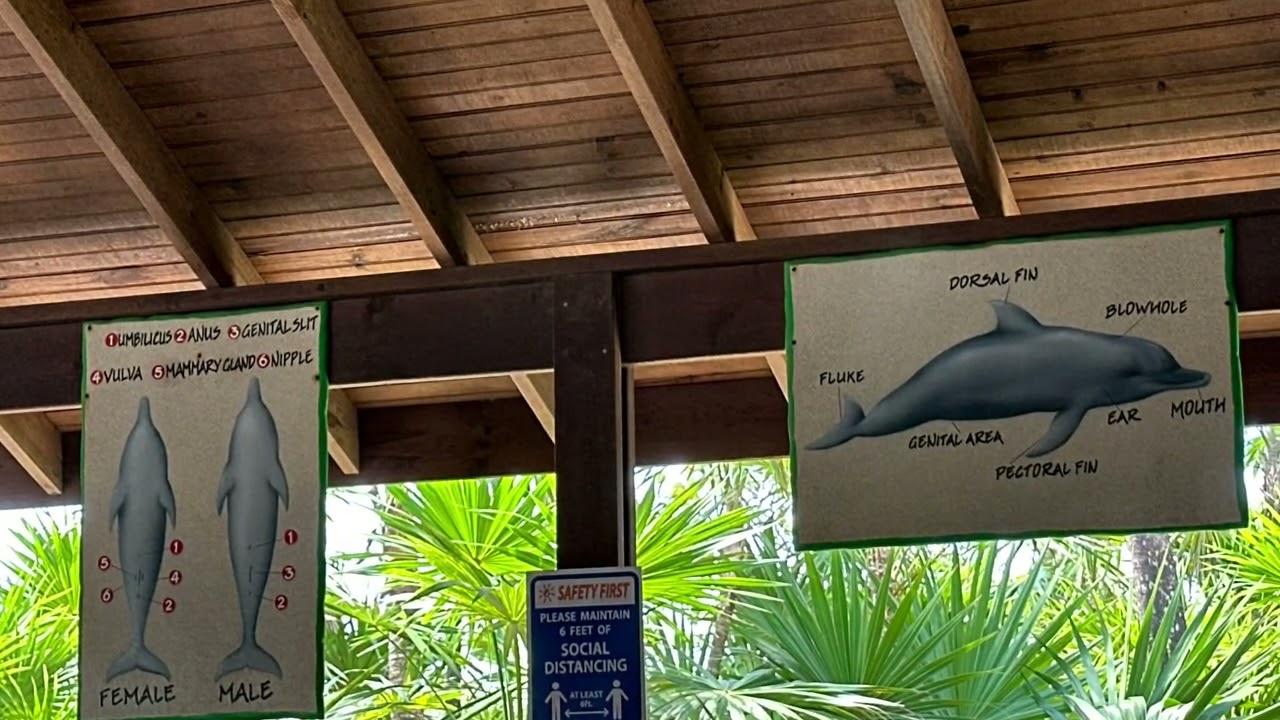 Anthony’s Key Resort in Roatan - Dolphin Swim & Snorkel