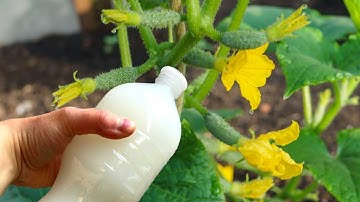 DOUBLE YOUR HARVEST OF TOMATOES, CUCUMBERS AND OTHER VEGETABLES. IRRIGATE IMMEDIATELY...