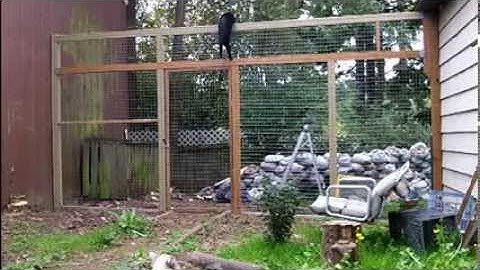 How to keep your cats from climbing a fence - They can