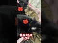 にゃんにゃんにゃん猫の日♪まったり #Shorts