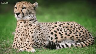 SafariLIVE Sunset - 12 April 2026