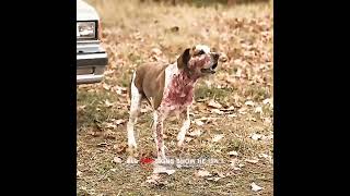 They Thought He Was a Mad Dog… But He Was Trying to Save His Owner