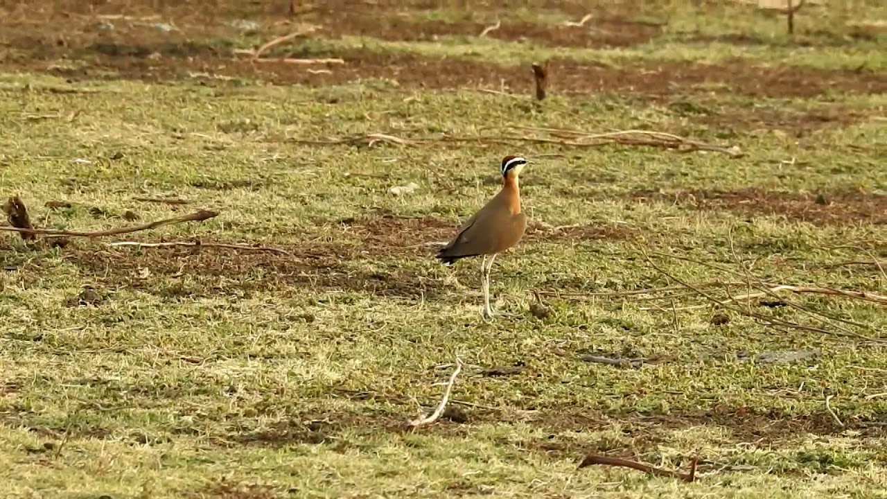 Indian courser (Cursorius coromandelicus)- Running 