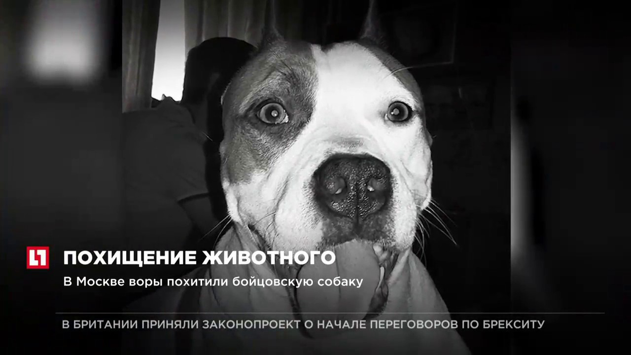 скотокрадство в казахстане. похищение животного. лошадь лежит. лошадь сидит. похищение животного.