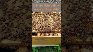 Capped Brood Frame Showing a Healthy Colony