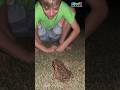 😱 WATCH OUT! Giant toad prank scares cameraman dad