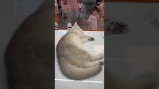 #cat #kitten #cute #cutecat #有趣的时刻 #爱猫的人们 #funny #niedliches #pets #funnymoments