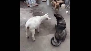 Коза Зина. Ржач. Умора. Смотреть всем. Goat КОЗА против СОБАКИ !!! Жесть !!! Коза щимит собак !!! Коза Зина. Ржач. Умора. Смотреть всем. Goat КОЗА против СОБАКИ !!! Жесть !!! Коза щимит собак !!!