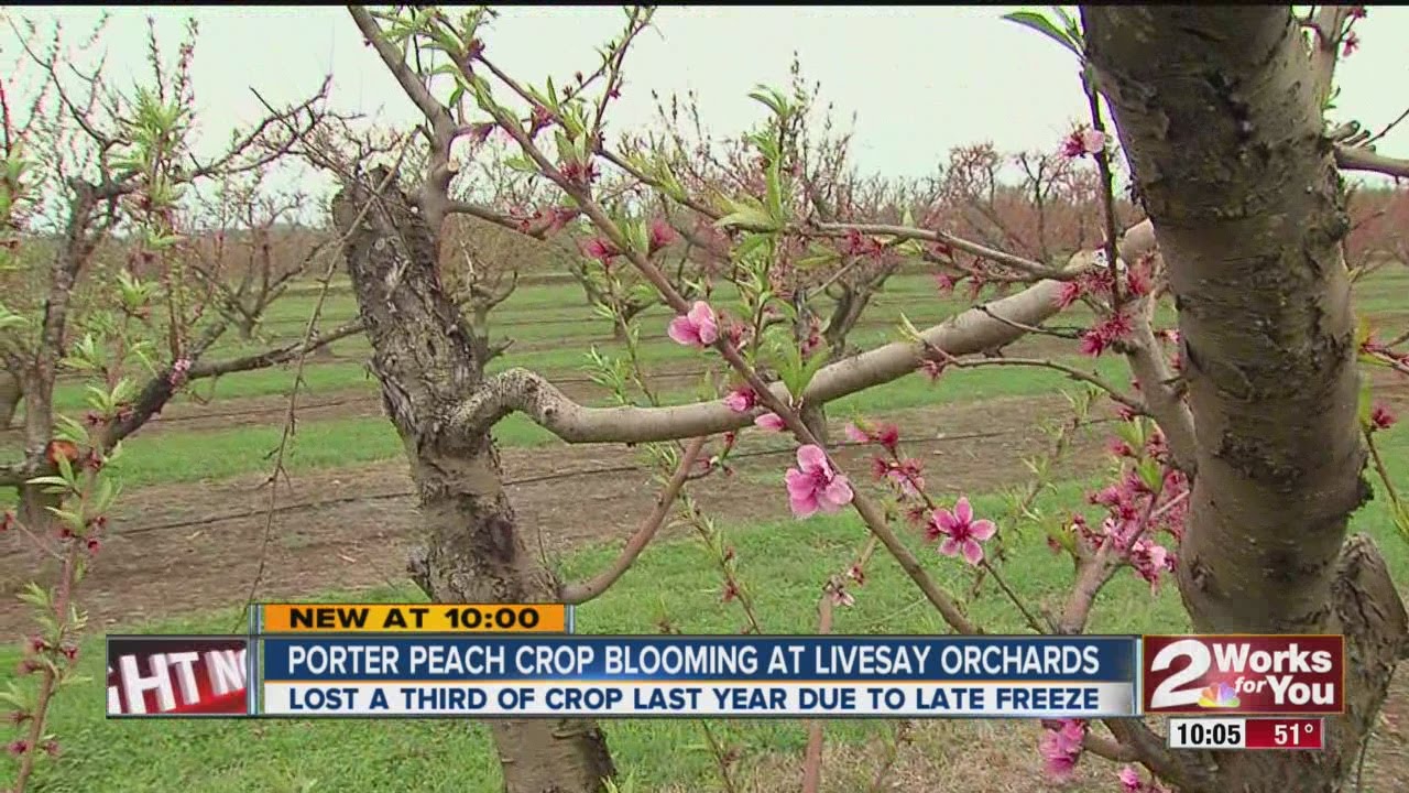Porter peach crop blooming at Livesay Orchards
