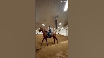 to lazy to edit rn so here’s a template #saddleseat #horse #myfavoritehorse #blowthisupforme #fyp