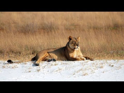 Kraliçe Aslan  | Belgesel