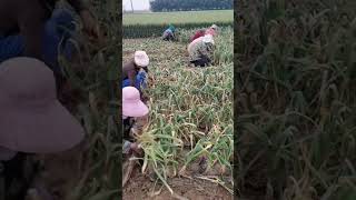 Garlic S Garlic Digging Season Again