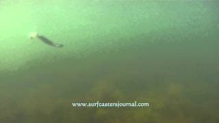 Surfcaster's Journal rigged eel underwater clip