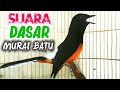 Suara Dasar Murai Batu Gacor Ini Pasti Ampuh Untuk Pancingan Murai Batu Muda Hutan Agar Ngeplong Mp3 - Mp4 Download